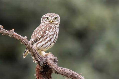 The Best Pet-Safe Weed Killer - A-Z Animals