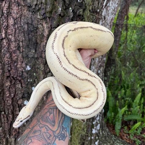 Image result for Pastel Red Stripe Ball Python
