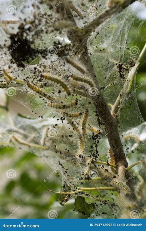 Codling Moth Caterpillars in Silky Web on an Apple Tree Branch. Tent ...