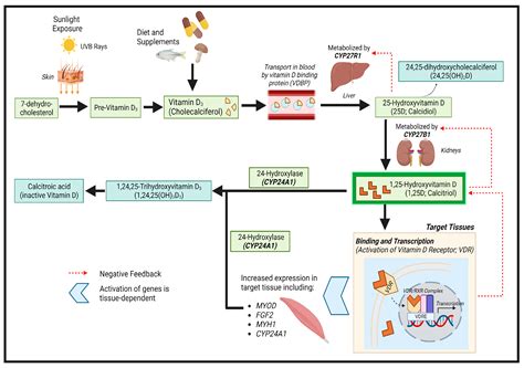 The Role of Vitamin D in Skeletal Muscle Repair and Regeneration in ...