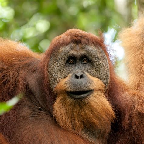 Sumatran Orangutan (Pongo abelii) | about animals