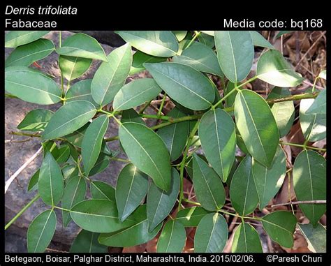 Derris trifoliata | Butterfly