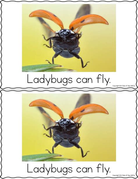 Image result for Ladybug Science