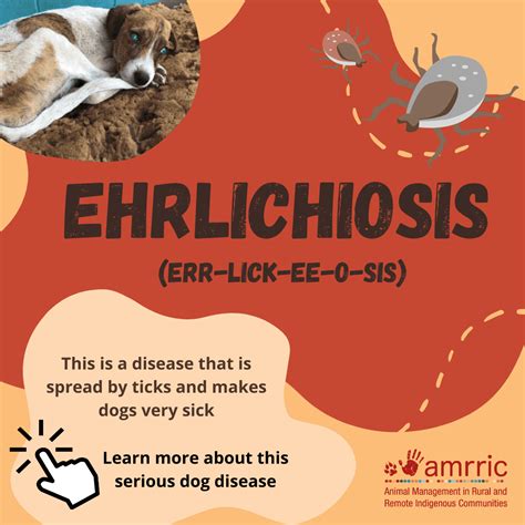 Ehrlichiosis FAQ - AMRRIC