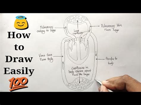 How to Draw Double Circulatory system step by step for beginners! Video ...