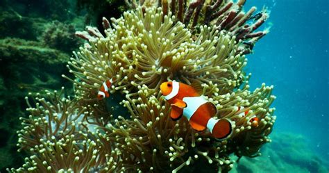 Image result for How Do Fish Sound