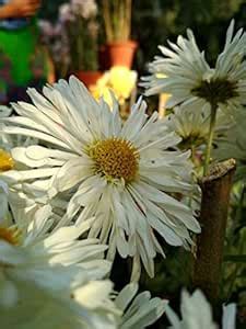 Plants Point-GULDAUDI Flower Plant : Amazon.in: Garden & Outdoors
