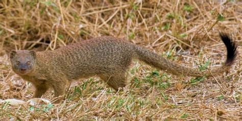 Mongoose A Complete Guide To The Mongooses Of Africa