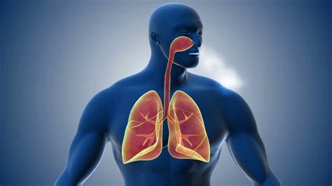 Respiratory System Animation