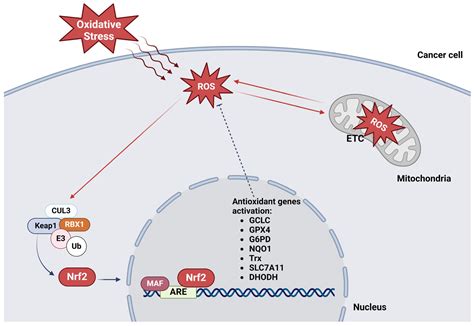 The Role of Nrf2 in the Regulation of Mitochondrial Function and ...