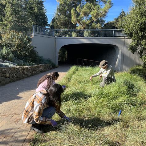 2023 Holiday Guide | UC Davis Arboretum and Public Garden