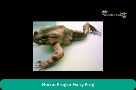 Exploding Frogs 的图像结果