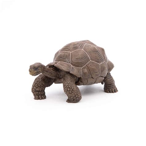 Buy Papo Figure "Galapagos Tortoise" Toy Figure Online at Low Prices in ...
