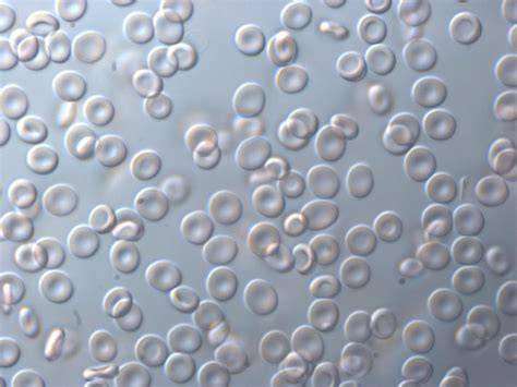 White Blood Cells Microscope