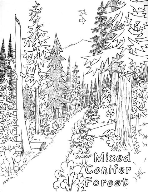 forest pictures to color