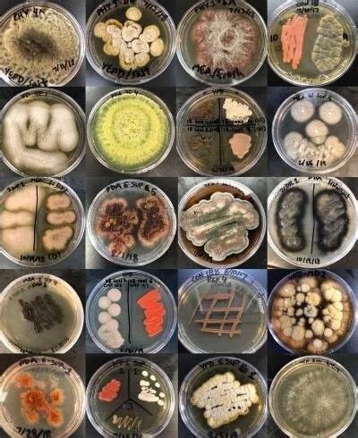 科学网—2013年食药用真菌大盘点——国外篇 - 杨国力的博文