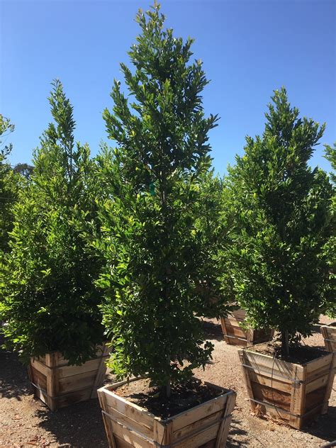 Prunus Caroliniana Carolina Cherrylaurel (Prunus Caroliniana)