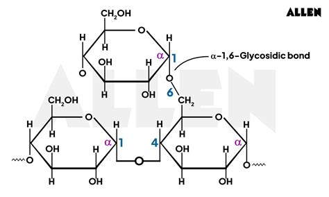 Gycogenolysis: Steps involved and Structure of Glycogen
