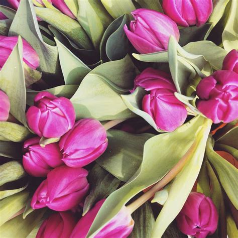 Spring Flower 的图像结果