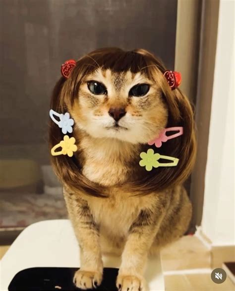 10 Mei mei ideas in 2025 | silly cats pictures, silly animals, silly cats