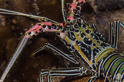 Painted Spiny Lobster – Facts and Photographs | Seaunseen