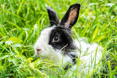 Lovely furry Cute bunny, Black and white rabbit in meadow beautiful ...