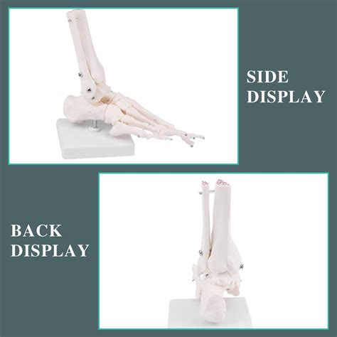 Buy RONTEN Human Foot Skeletal Model, Life-Size Model Showing The ...