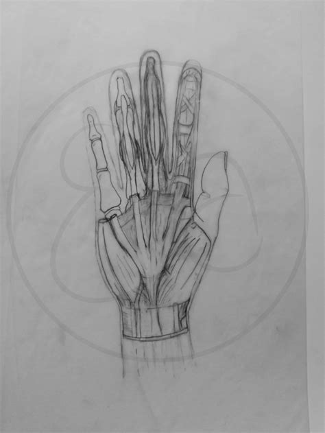 Image result for Hand Dissection