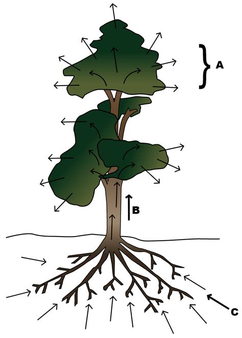 Transpiration Solutions - Biology Class 10 ICSE - Transpiration ...
