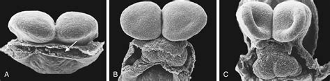 Image result for Mouse Embryo Heart Development