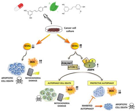 Sestrins as a Therapeutic Bridge between ROS and Autophagy in Cancer