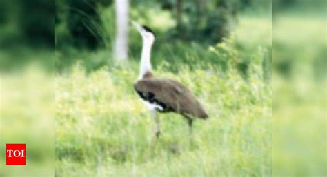 Great Indian Bustard: Just six Great Indian Bustards left in Gujarat ...