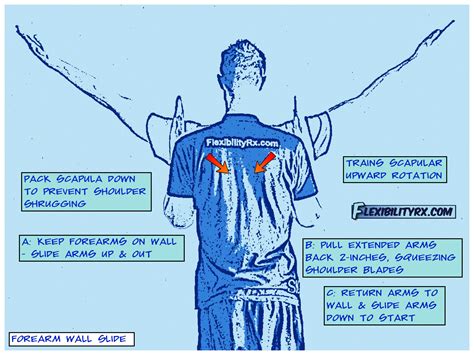 Shoulder Mobility Exercises: Scapular Wall Slides | FlexibilityRx ...