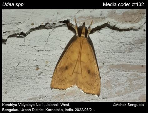 Udea spp. | Moths