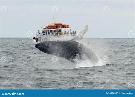 Humpback Whale Breaching, Cape Cod, Massachusetts Editorial Image ...