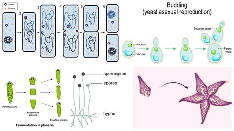Reproduction — lesson. Science CBSE, Class 8.