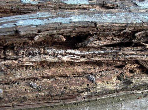 Image result for Rotting Problem