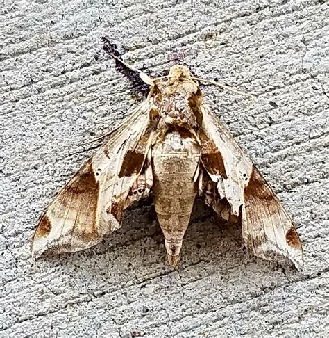 Desert camouflage moth : r/pics