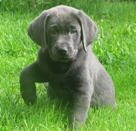 Labrador Retriever Welpen Silber in Kall | Tiere | Kleinanzeigen