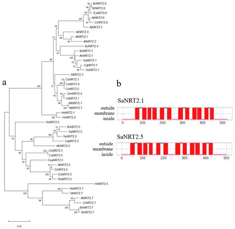 Novel Proteins of the High-Affinity Nitrate Transporter Family NRT2 ...