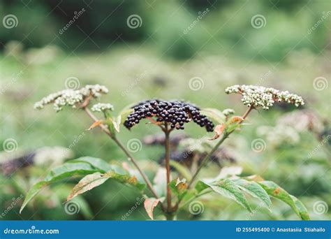 Elderberry Negra De Frutos De Racimo En El Jardín. Foto de archivo ...