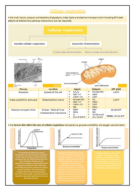 Cellular Respiration Overview: Inputs, Outputs, and Pathways - Studocu