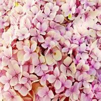 Henson-Novak Funeral Directors Obituaries