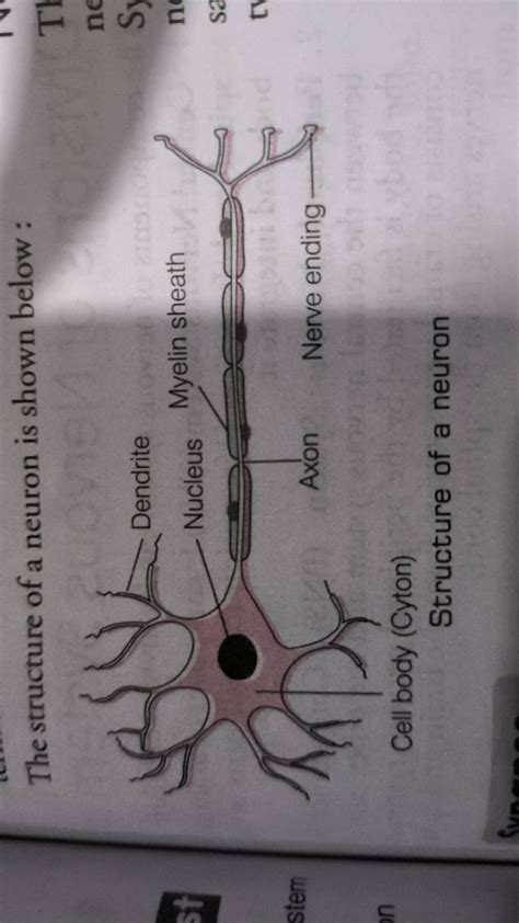 The structure of a neuron is shown below : Nucleus Myelin sheath Axon Ner..