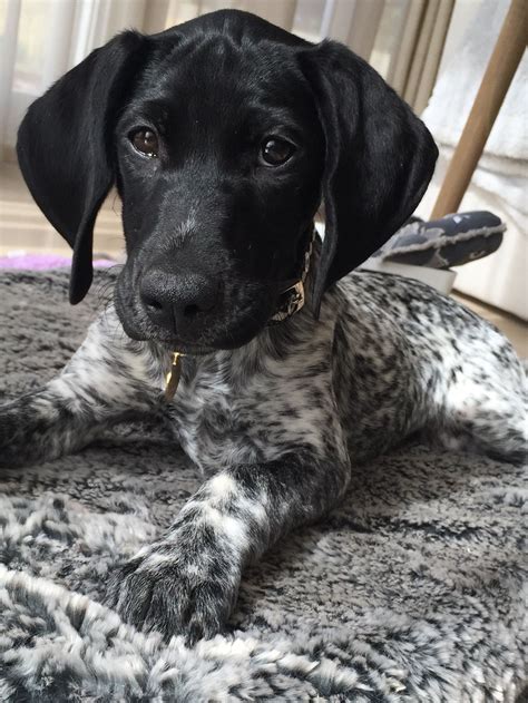 Black and White German Shorthaired Pointer Dog