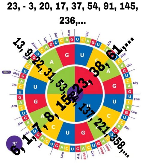 Amino Acid Codon Wheel