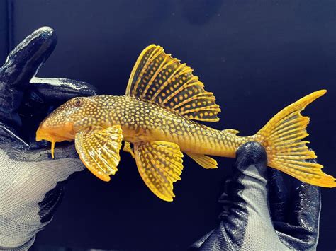 Predatory Fins Fish Store 的图像结果