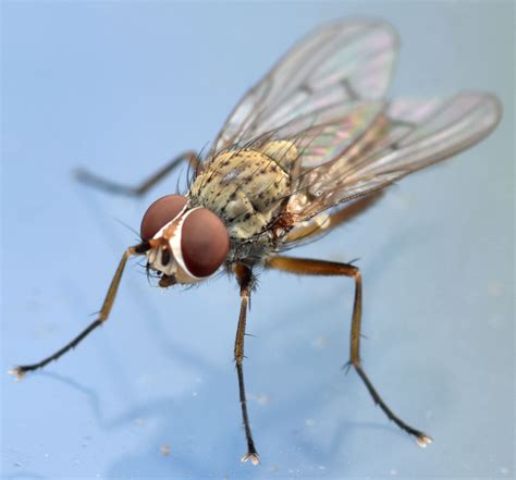 root maggot fly - Eutrichota affinis - BugGuide.Net