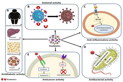 Postbiotics: Functional Food Materials and Therapeutic Agents for ...