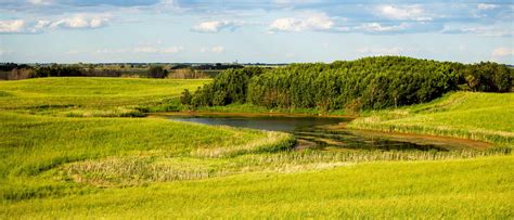 Temperate Grassland Temperate Grasslands